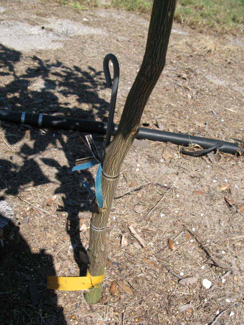              Bark (Winter Haven, FL)       